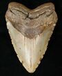 Giant Megalodon Tooth - North Carolina #15745-1
